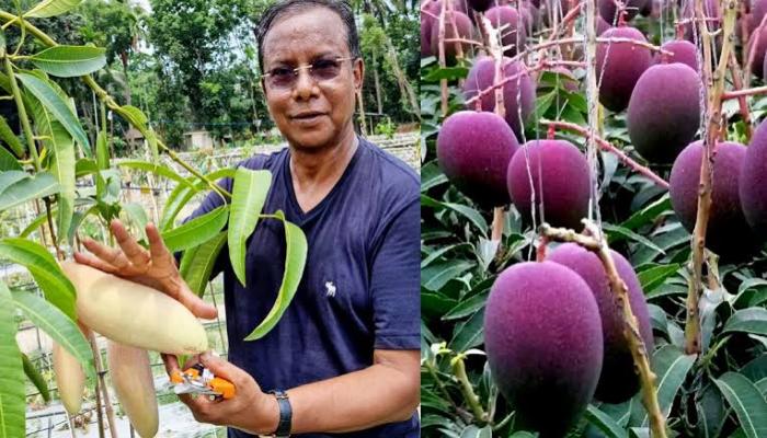 চাঁদপুরে এক বাগানে ৫৭ জাতের আম চাষ
