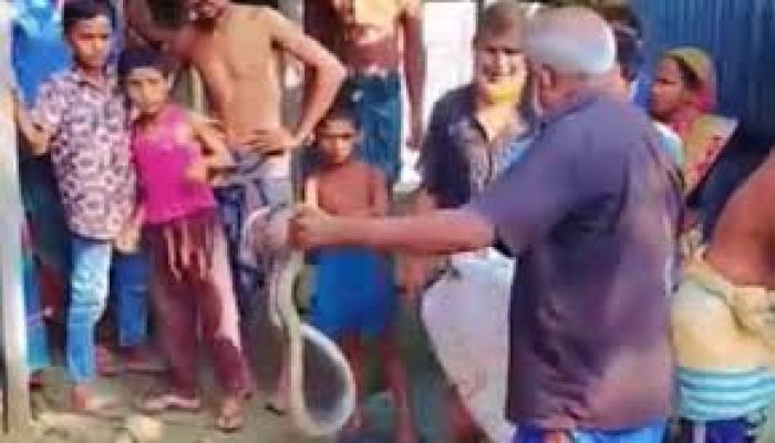 কিং কোবরার ছোবল, সাপুড়ের মৃত্যু; কাঁচা সাপ চিবিয়ে খেলেন আরেক সাপুড়ে!