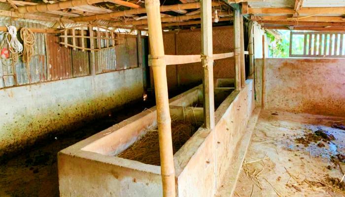 এক রাতেই উধাও ১০ গরু চৌদ্দগ্রামে চোরচক্রের দাপটে হতবিহ্বল দুই পরিবার