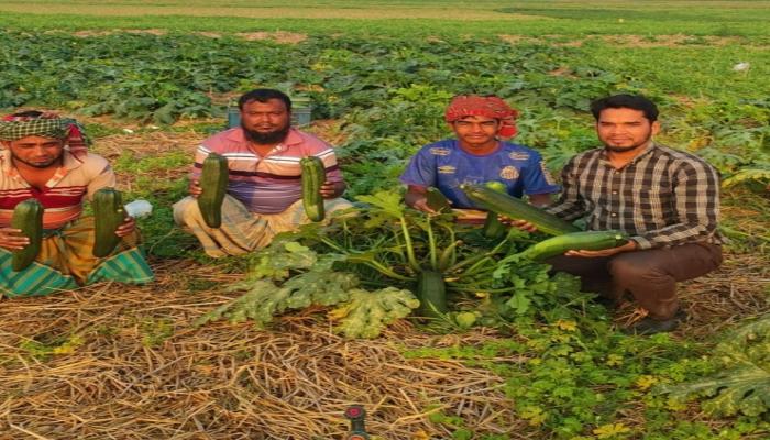 কুমিল্লা অঞ্চলের ব্রাহ্মণবাড়িয়ার নবীনগরে সবুজ সম্ভাবনা—স্কোয়াশ চাষে ফিরছে কৃষকের আশা